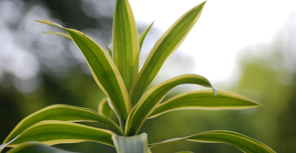 como fazer sua dracena crescer mais rápido