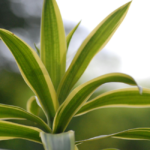 como fazer sua dracena crescer mais rápido