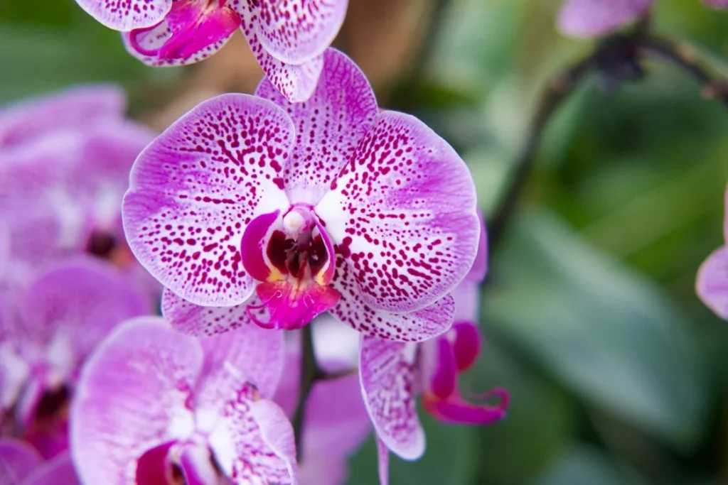 orquídeas floridas