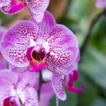 orquídeas floridas