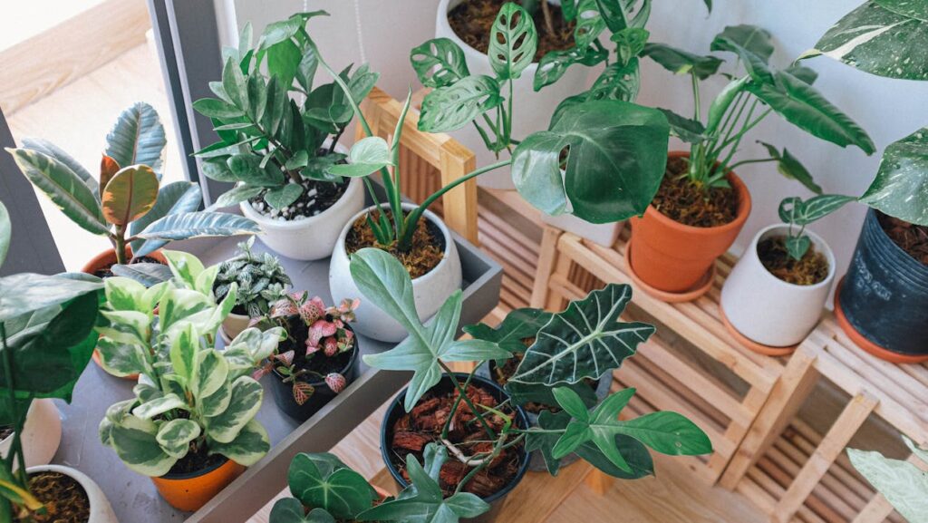 plantas