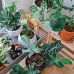 plantas