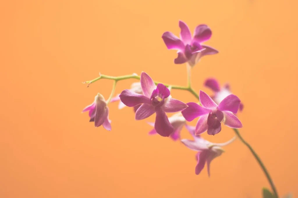 Orquídea