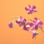 Orquídea