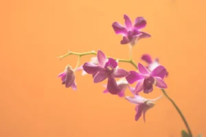 Orquídea