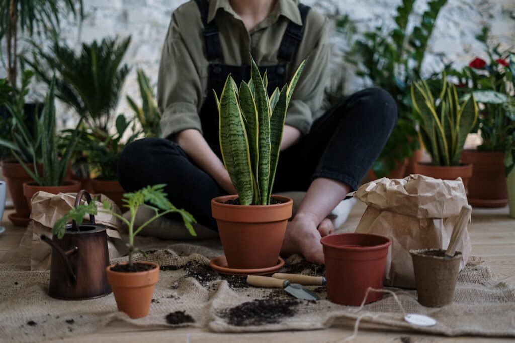 Plantas ornamentais