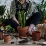 Plantas ornamentais